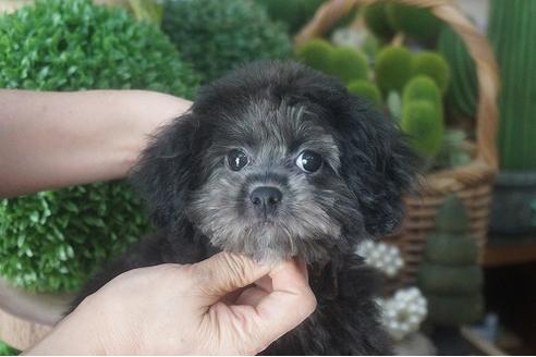 成約済の京都府のチワプー:チワワ×トイプードル-54044の2枚目