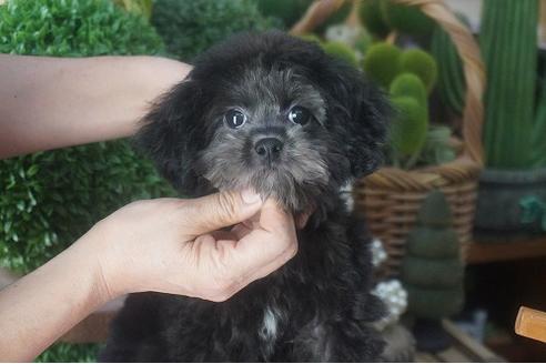 成約済の京都府のチワプー:チワワ×トイプードル-54044の1枚目