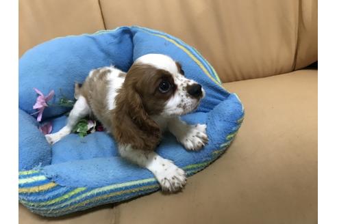 成約済の栃木県のキャバリアキングチャールズスパニエル-53624の3枚目