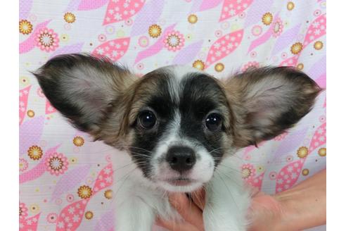 成約済の千葉県のパピヨン-54498の4枚目