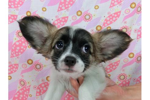 成約済の千葉県のパピヨン-54498の3枚目