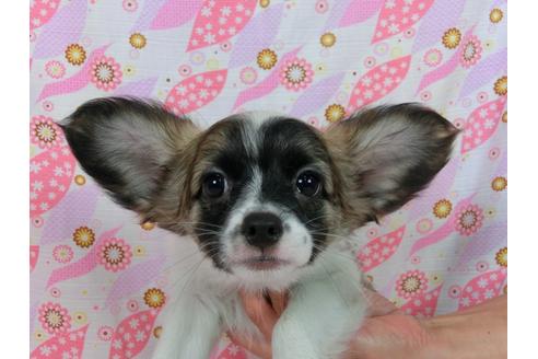 成約済の千葉県のパピヨン-54498の2枚目