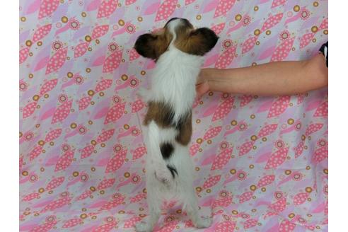 成約済の千葉県のパピヨン-54498の1枚目