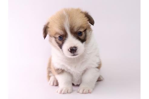 成約済の栃木県のウェルシュコーギーペンブローク-57140の4枚目