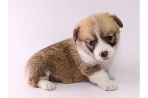 成約済の栃木県のウェルシュコーギーペンブローク-57140の3枚目