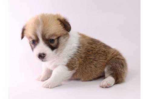 成約済の栃木県のウェルシュコーギーペンブローク-57140の2枚目