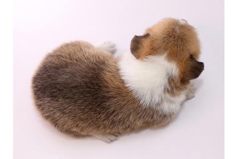 成約済の栃木県のウェルシュコーギーペンブローク-57140の1枚目