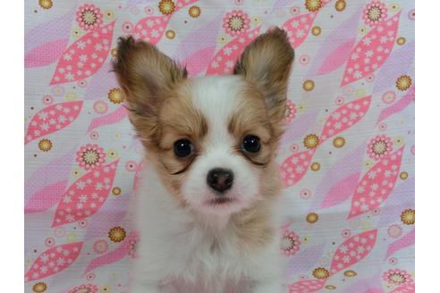 成約済の千葉県のパピヨン-56285の5枚目