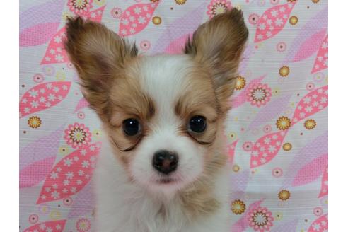 成約済の千葉県のパピヨン-56285の4枚目