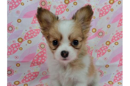 成約済の千葉県のパピヨン-56285の3枚目