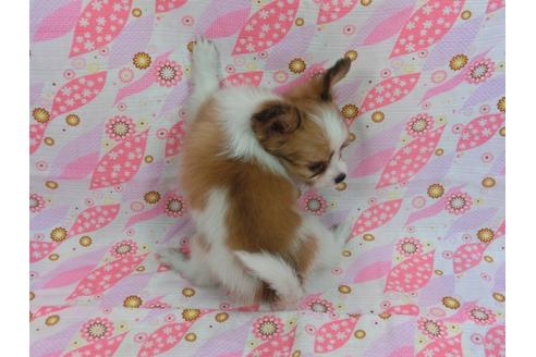 成約済の千葉県のパピヨン-56285の2枚目