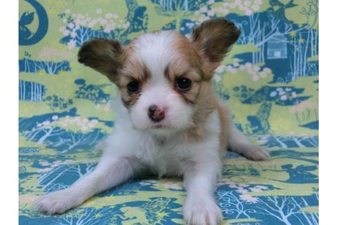 成約済の千葉県のパピヨン-56285の1枚目