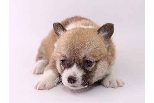 成約済の栃木県のウェルシュコーギーペンブローク-57142の4枚目