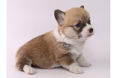 成約済の栃木県のウェルシュコーギーペンブローク-57142の3枚目