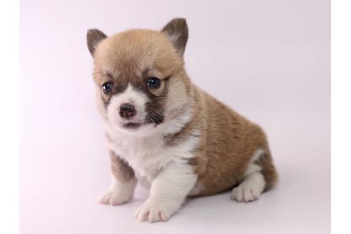 成約済の栃木県のウェルシュコーギーペンブローク-57142の2枚目