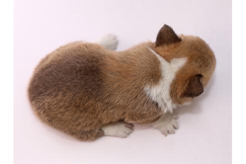 成約済の栃木県のウェルシュコーギーペンブローク-57142の1枚目