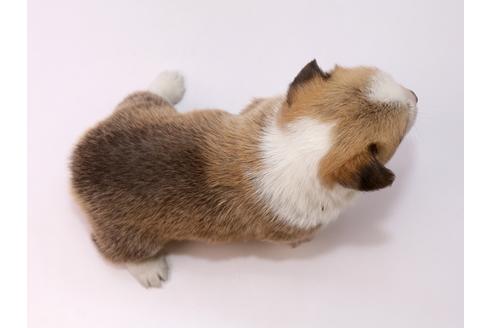 成約済の栃木県のウェルシュコーギーペンブローク-57144の1枚目