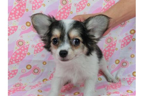 成約済の千葉県のパピヨン-54499の5枚目