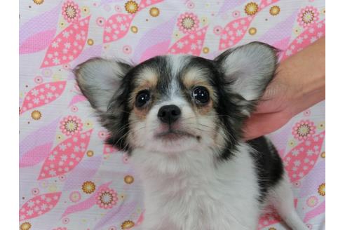 成約済の千葉県のパピヨン-54499の4枚目