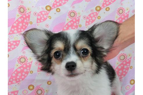 成約済の千葉県のパピヨン-54499の3枚目