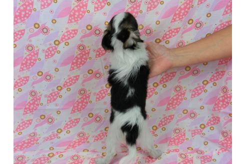 成約済の千葉県のパピヨン-54499の2枚目