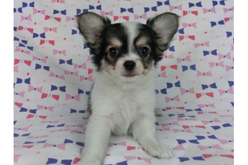 成約済の千葉県のパピヨン-54499の1枚目