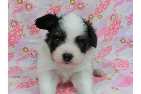 成約済の千葉県のパピヨン-57158の4枚目