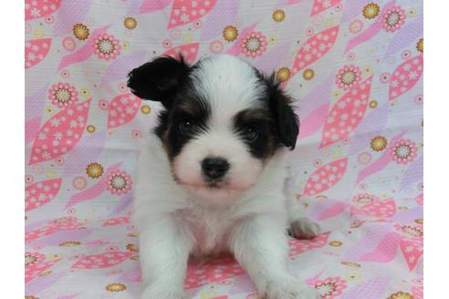 成約済の千葉県のパピヨン-57158の3枚目