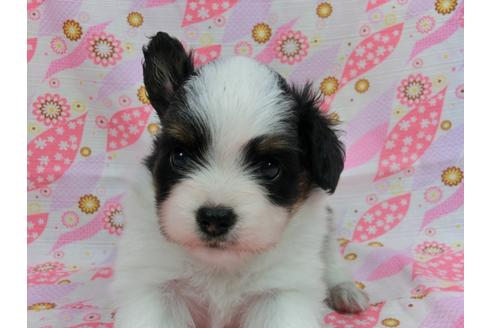 成約済の千葉県のパピヨン-57158の2枚目