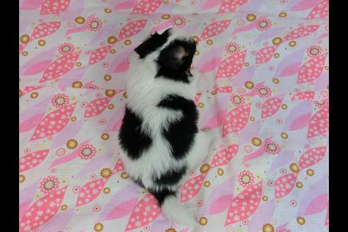 成約済の千葉県のパピヨン-57158の1枚目