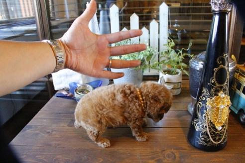 成約済の埼玉県のトイプードル-57161の4枚目