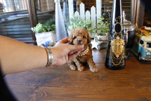 成約済の埼玉県のトイプードル-57161の3枚目