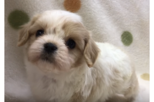 成約済の岐阜県のミックス犬-57177の5枚目