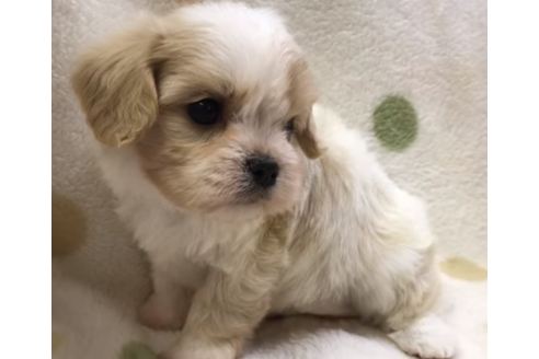 成約済の岐阜県のミックス犬-57177の4枚目