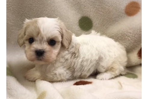 成約済の岐阜県のミックス犬-57181の5枚目