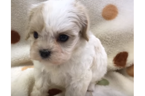 成約済の岐阜県のミックス犬-57181の4枚目