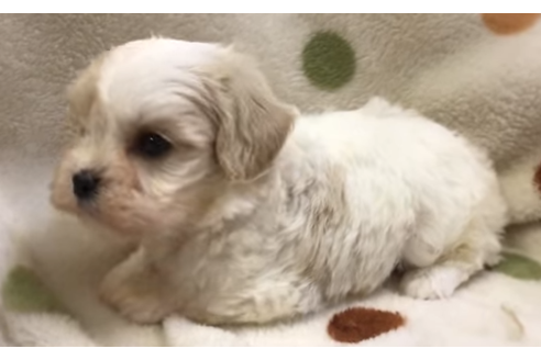 成約済の岐阜県のミックス犬-57181の2枚目