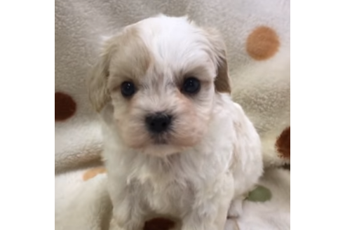 成約済の岐阜県のミックス犬-57181の1枚目