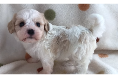 成約済の岐阜県のミックス犬-57183の5枚目