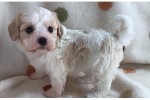 成約済の岐阜県のミックス犬-57183の4枚目