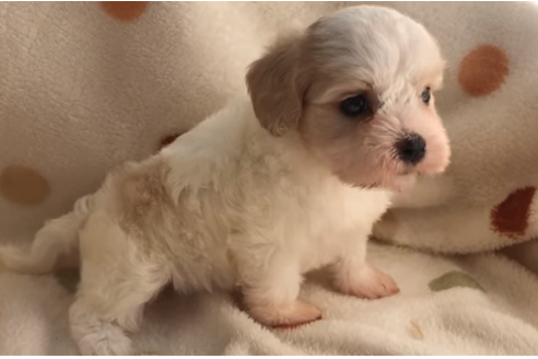 成約済の岐阜県のミックス犬-57183の3枚目