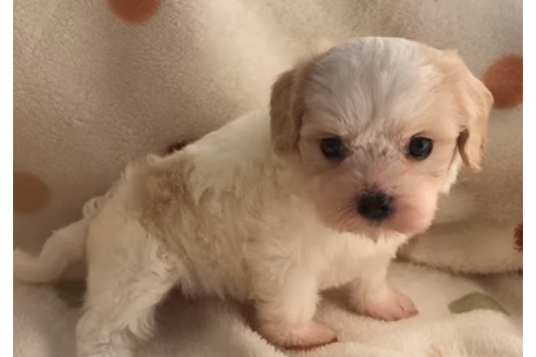 成約済の岐阜県のミックス犬-57183の2枚目