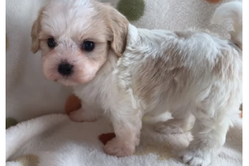 成約済の岐阜県のミックス犬-57183の1枚目