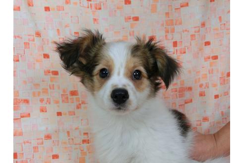 成約済の千葉県のパピヨン-56421の5枚目