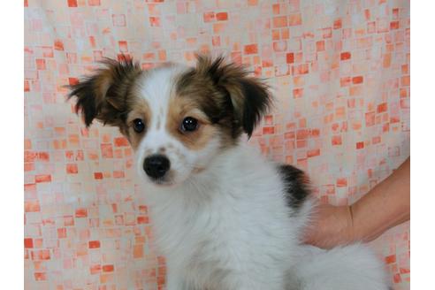 成約済の千葉県のパピヨン-56421の4枚目