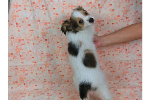 成約済の千葉県のパピヨン-56421の3枚目