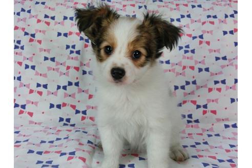 成約済の千葉県のパピヨン-56421の2枚目