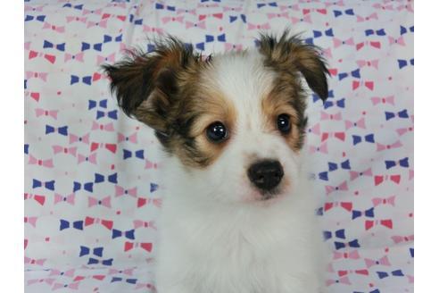 成約済の千葉県のパピヨン-56421の1枚目