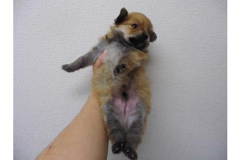 成約済の千葉県のポメラニアン-57225の3枚目