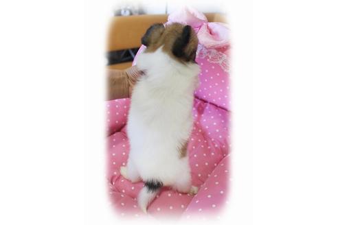 成約済の大阪府のパピヨン-57229の1枚目